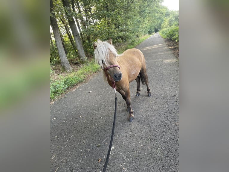 Mini poney Shetland Étalon 3 Ans 77 cm Palomino in Rheine
