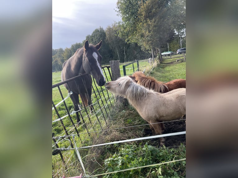 Mini poney Shetland Étalon 3 Ans 77 cm Palomino in Rheine