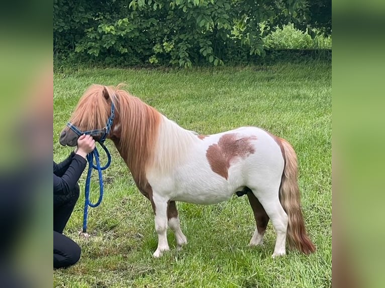 Mini poney Shetland Étalon 3 Ans 82 cm Alezan in Kaltental