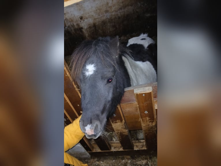 Mini poney Shetland Étalon 3 Ans 83 cm in Obertilliach