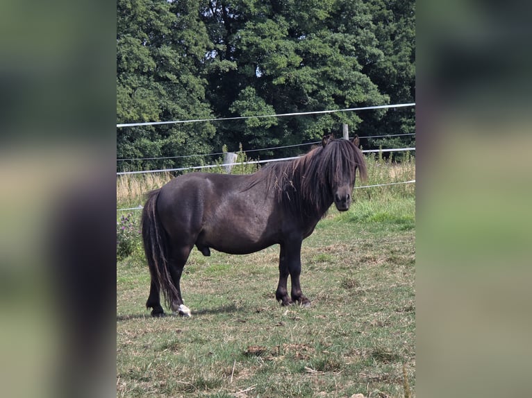 Mini poney Shetland Étalon 3 Ans 83 cm Noir in Garbsen