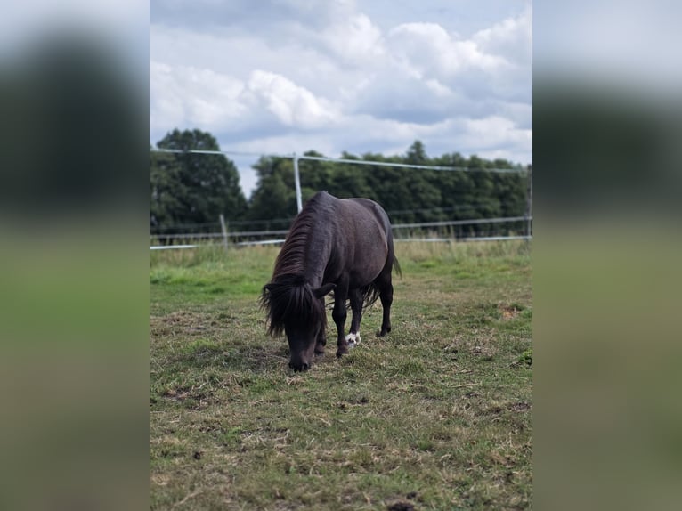 Mini poney Shetland Étalon 3 Ans 83 cm Noir in Garbsen
