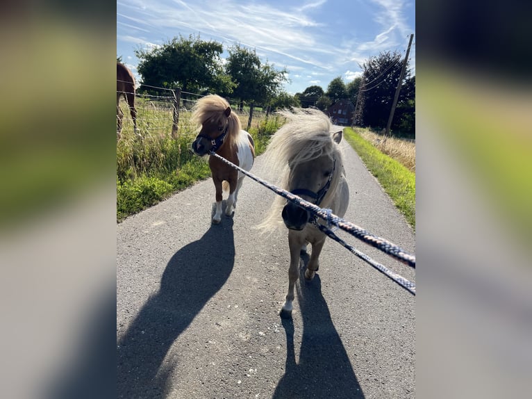Mini poney Shetland Étalon 3 Ans 85 cm in Uedem