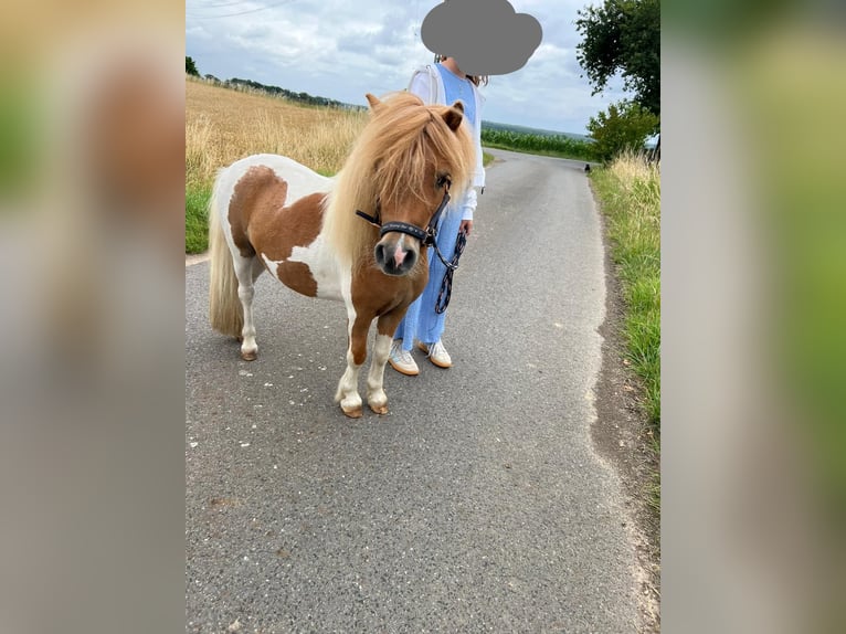 Mini poney Shetland Étalon 3 Ans 85 cm in Uedem