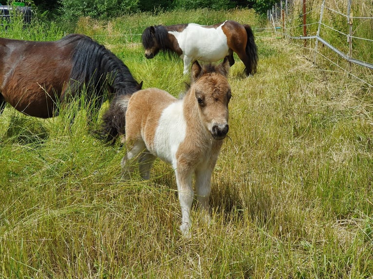 Mini poney Shetland Étalon 3 Ans 85 cm Pinto in Niederzier