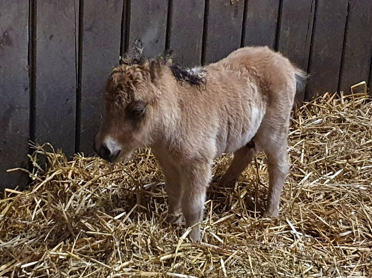 Mini poney Shetland Étalon 3 Ans 85 cm Pinto in Niederzier