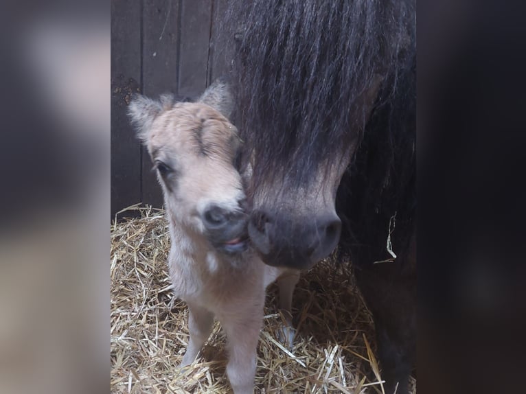 Mini poney Shetland Étalon 3 Ans 85 cm Pinto in Niederzier