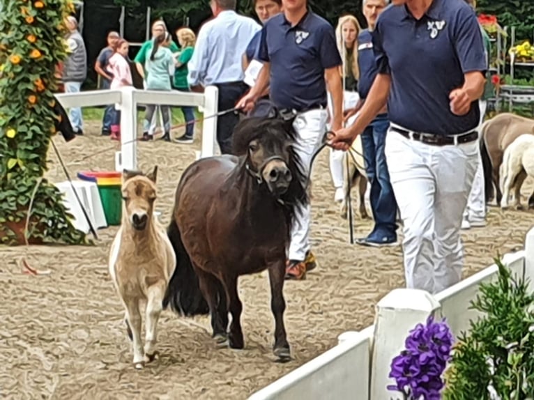 Mini poney Shetland Étalon 3 Ans 85 cm Pinto in Niederzier