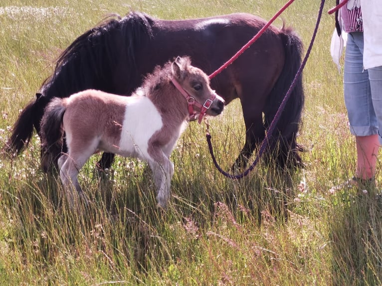 Mini poney Shetland Étalon 3 Ans 85 cm Pinto in Niederzier