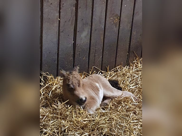 Mini poney Shetland Étalon 3 Ans 85 cm Pinto in Niederzier