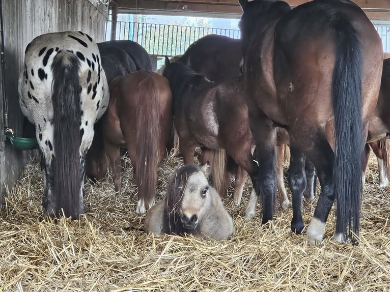 Mini poney Shetland Étalon 3 Ans 85 cm Pinto in Niederzier