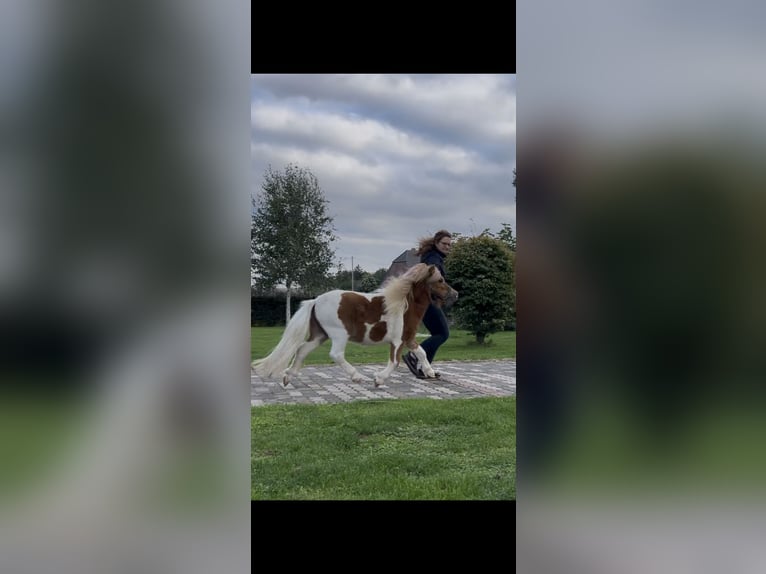 Mini poney Shetland Étalon 3 Ans 87 cm Pinto in Uedem