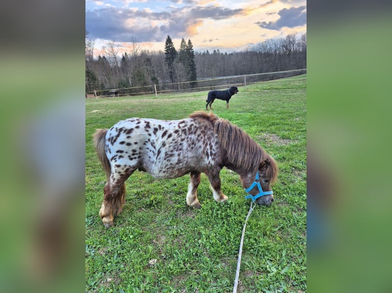 Mini poney Shetland Croisé Étalon 4 Ans 78 cm Léopard in Novo mesto