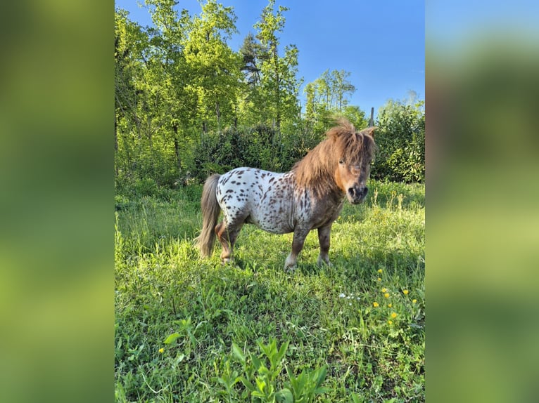 Mini poney Shetland Croisé Étalon 4 Ans 78 cm Léopard in Novo mesto