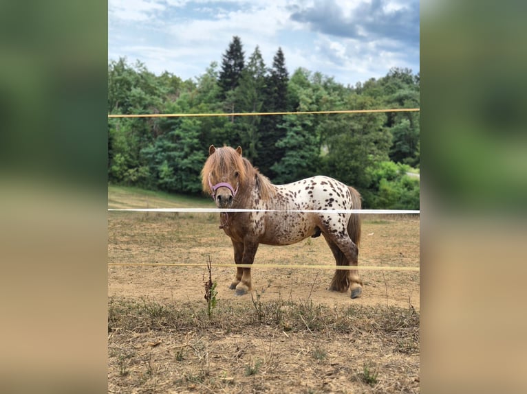 Mini poney Shetland Croisé Étalon 4 Ans 78 cm Léopard in Novo mesto