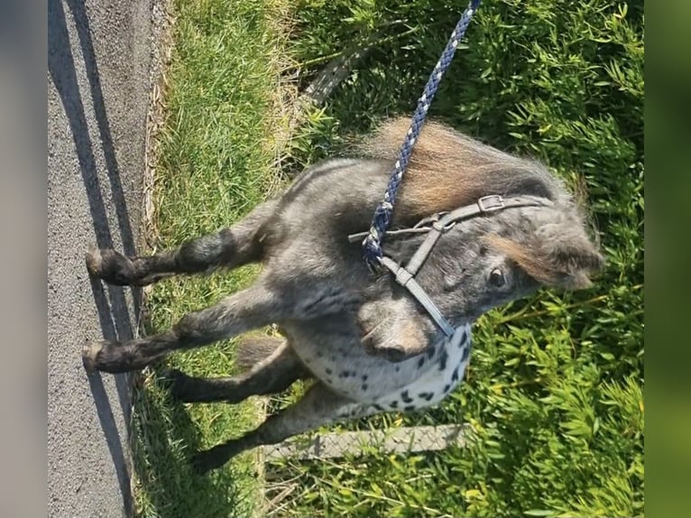 Mini poney Shetland Étalon 4 Ans 82 cm Léopard in Bad Essen
