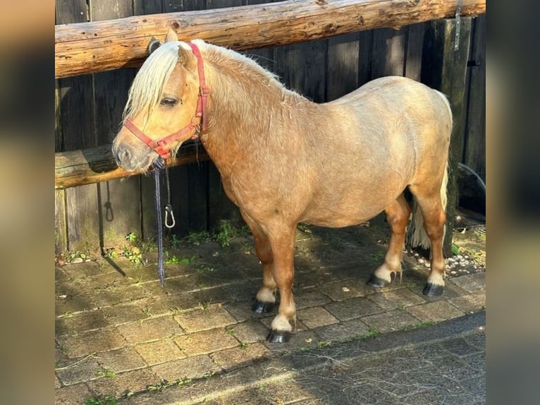 Mini poney Shetland Étalon 4 Ans 85 cm Palomino in Unna