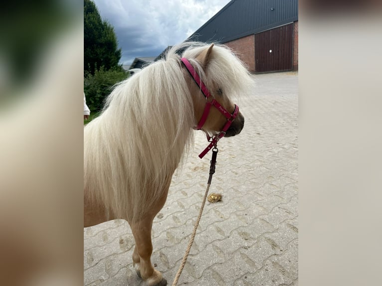 Mini poney Shetland Étalon 4 Ans 85 cm Palomino in Unna