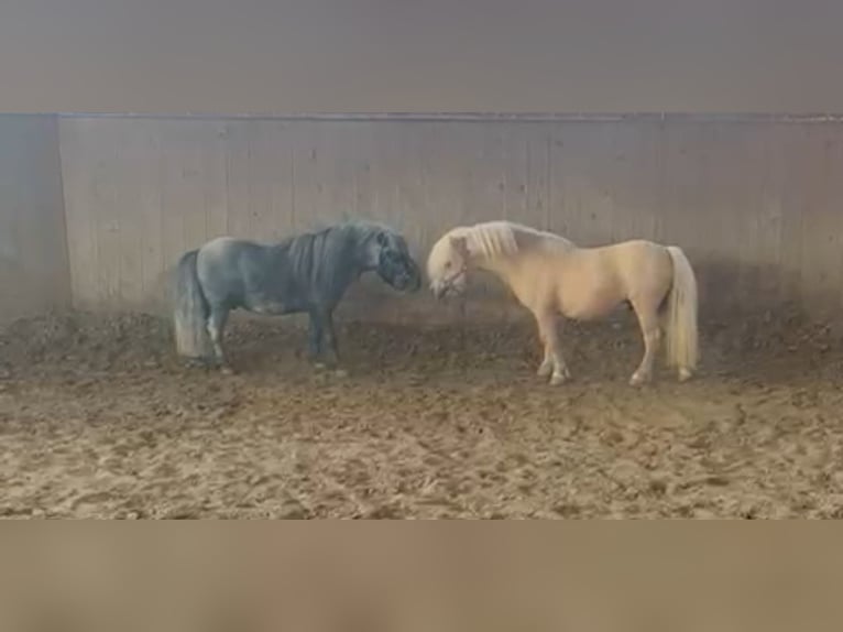 Mini poney Shetland Étalon 4 Ans 85 cm Palomino in Unna