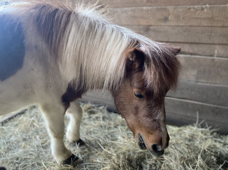 Mini poney Shetland Étalon 5 Ans 100 cm in Gößweinstein