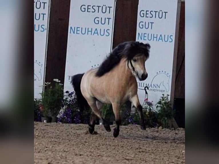 Mini poney Shetland Étalon 5 Ans 84 cm Buckskin in Bersenbrück