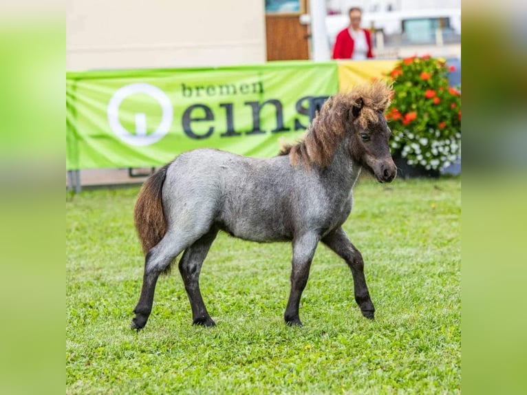 Mini poney Shetland Étalon 5 Ans 84 cm Buckskin in Bersenbrück