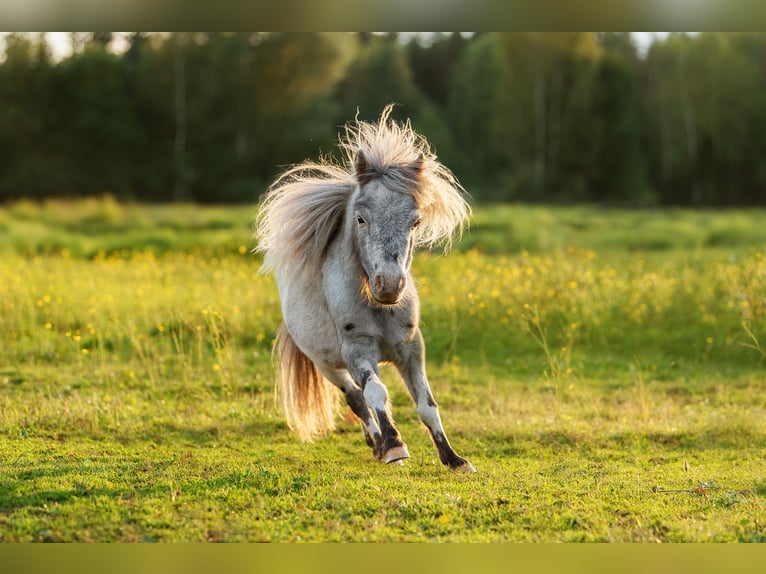 Mini poney Shetland Croisé Étalon 6 Ans 74 cm Léopard in Augšdaugavas nov.