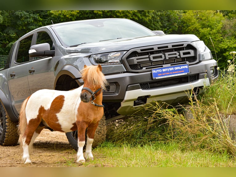 Mini poney Shetland Étalon 6 Ans 82 cm Pinto in Alzey