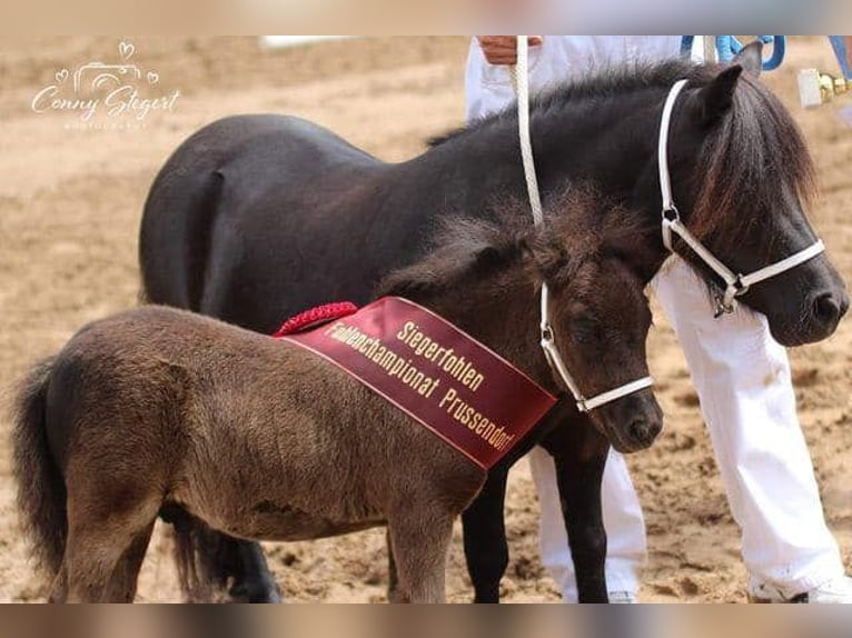 Mini poney Shetland Étalon 6 Ans 84 cm Noir in Tweng