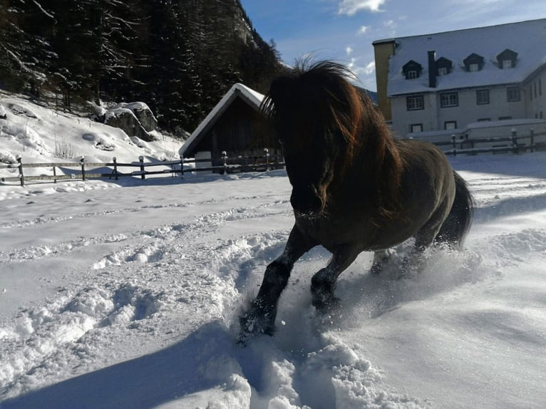 Mini poney Shetland Étalon 6 Ans 84 cm Noir in Tweng