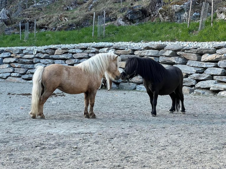 Mini poney Shetland Étalon 6 Ans 84 cm Noir in Tweng