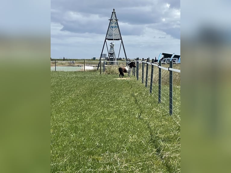 Mini poney Shetland Étalon 6 Ans 84 cm Pinto in Fehmarn