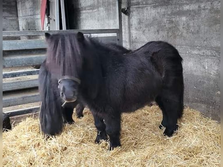 Mini poney Shetland Étalon 6 Ans 87 cm Noir in Behrenhoff