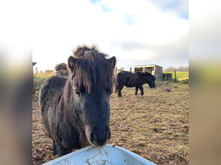 Mini poney Shetland Étalon 6 Ans Noir in Namborn