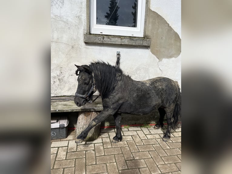 Mini poney Shetland Étalon 7 Ans 87 cm in Westerkappeln