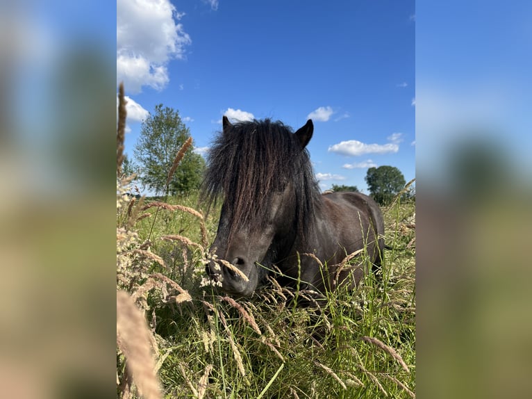 Mini poney Shetland Étalon 7 Ans 87 cm in Westerkappeln