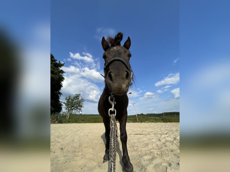 Mini poney Shetland Étalon 7 Ans 87 cm in Westerkappeln