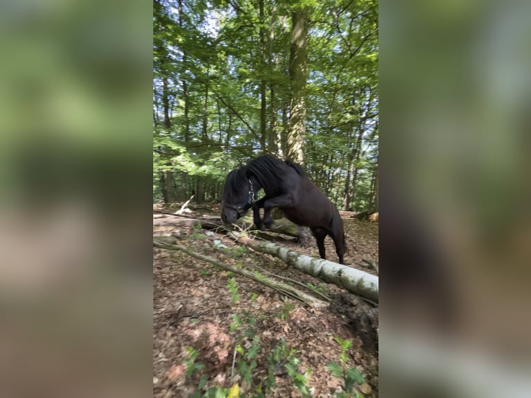 Mini poney Shetland Étalon 7 Ans 87 cm in Westerkappeln