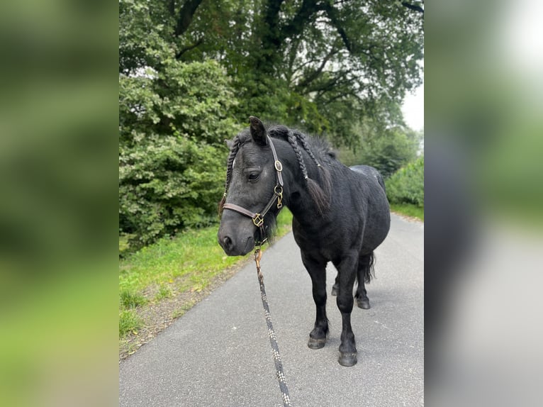 Mini poney Shetland Étalon 7 Ans 87 cm in Westerkappeln