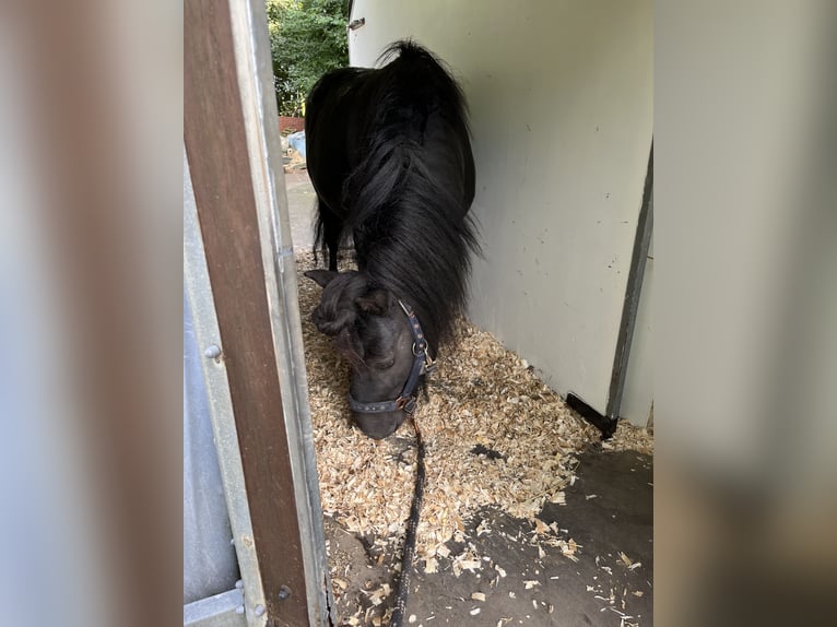 Mini poney Shetland Étalon 7 Ans 87 cm in Westerkappeln