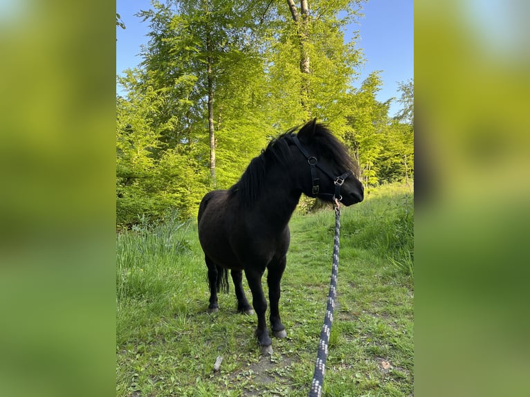 Mini poney Shetland Étalon 7 Ans 87 cm in Westerkappeln