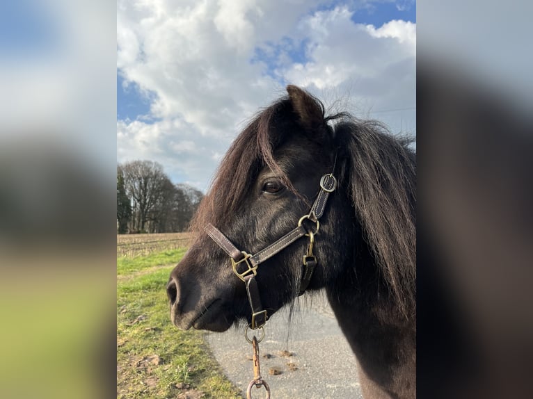 Mini poney Shetland Étalon 7 Ans 87 cm in Westerkappeln