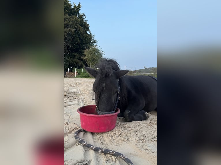 Mini poney Shetland Étalon 7 Ans 87 cm in Westerkappeln