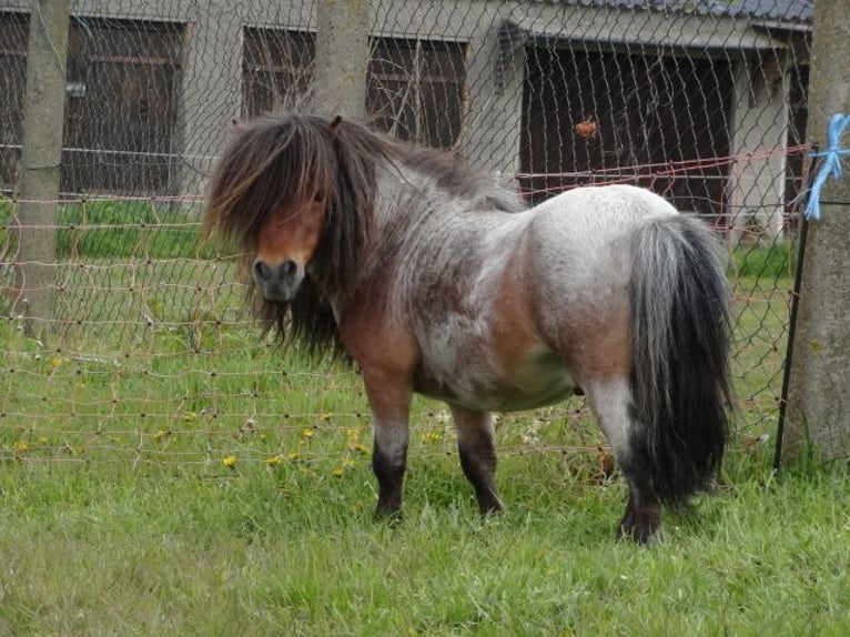 Mini poney Shetland Étalon 8 Ans 78 cm Roan-Bay in Gutow