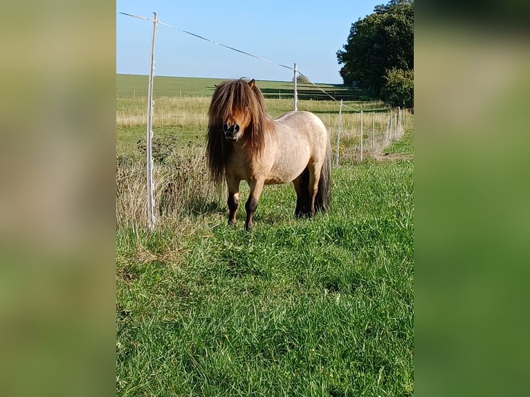 Mini poney Shetland Étalon 8 Ans 78 cm Roan-Bay in Gutow