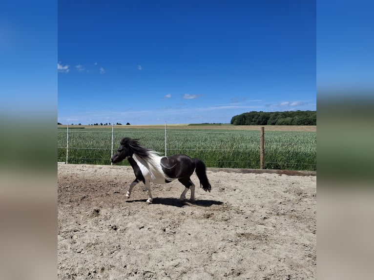 Mini poney Shetland Étalon 8 Ans 85 cm  in Schrozberg