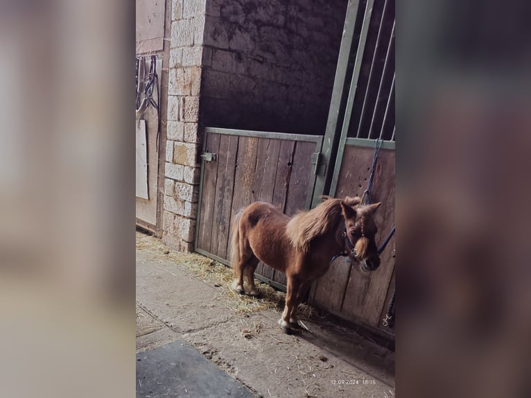 Mini poney Shetland Étalon Alezan in Gau-Weinheim