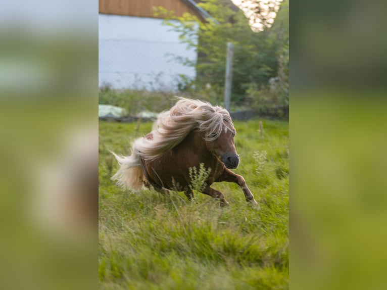 Mini poney Shetland Étalon Alezan in Balzhausen