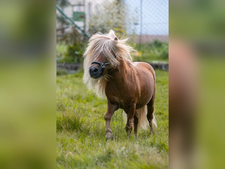 Mini poney Shetland Étalon Alezan in Balzhausen