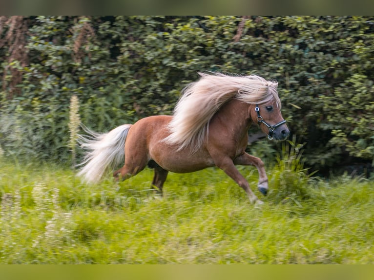 Mini poney Shetland Étalon Alezan in Balzhausen